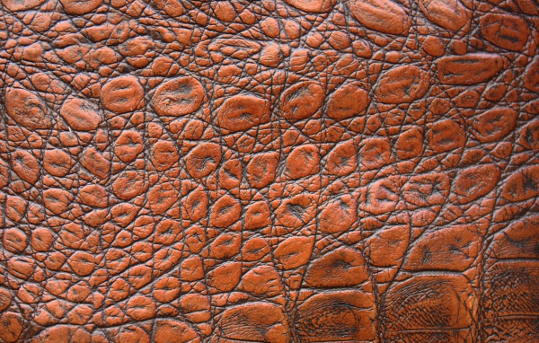 Коричневая кожа крокодила крупным планом, фон