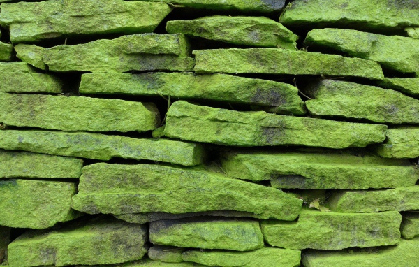 Зеленые покрытые мхом камни на стене, фон 