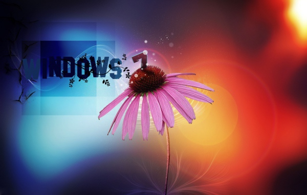 Цветок эхинацеи на операционной системе windows