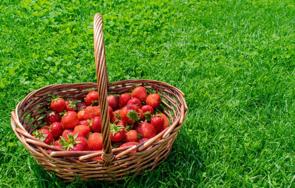 Корзина спелой красной клубники на зеленой траве