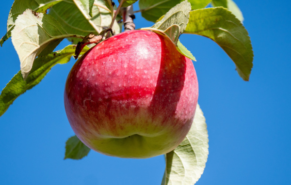 Красивое красное яблоко на ветке на фоне голубого неба