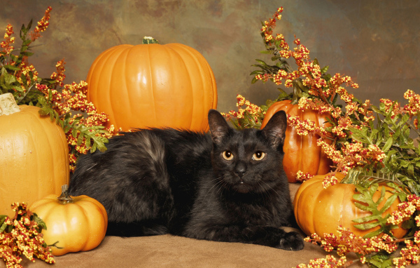 Черный кот с тыквами на праздник Хэллоуин