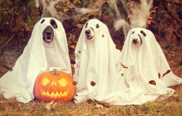 Три собаки в костюмах на Хэллоуин 