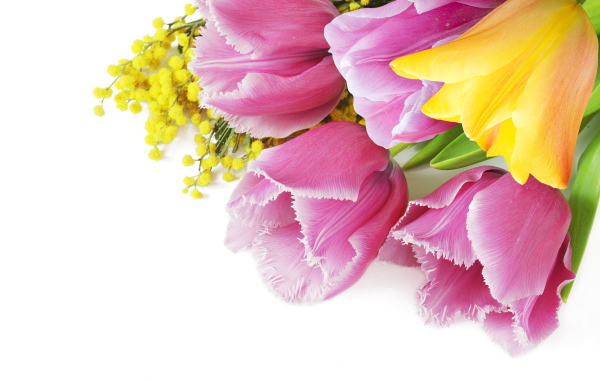 Тюльпаны и мимозы на белом фоне на 8 марта
