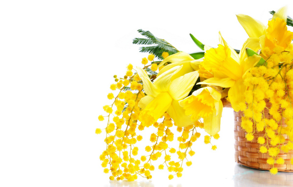 Желтые мимозы и нарциссы в корзине на белом фоне на 8 марта