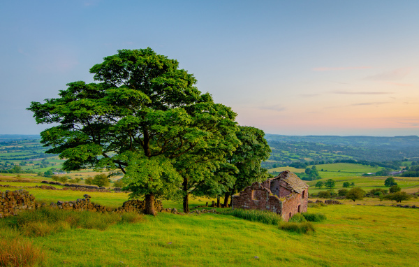 Большое зеленое дерево у разрушенного дома 