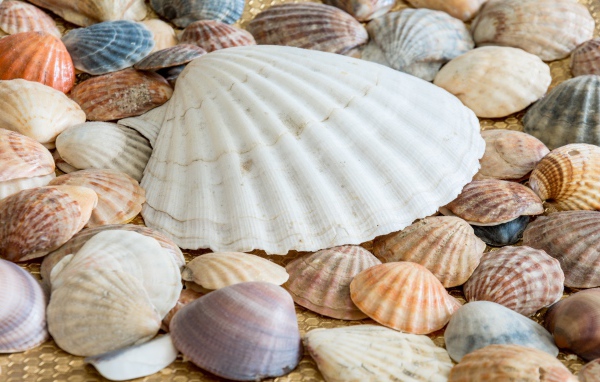 Много морских ракушек на берегу 