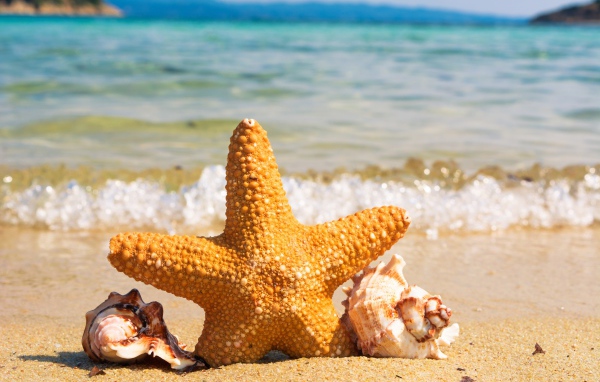 Морская звезда с ракушками на берегу моря