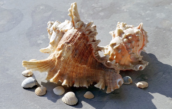 Две большие ракушки лежат на камне