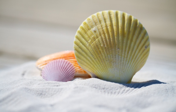 Разноцветные ракушки лежат на белом песке