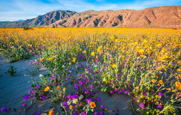 Пустыня на фоне гор покрылась цветами