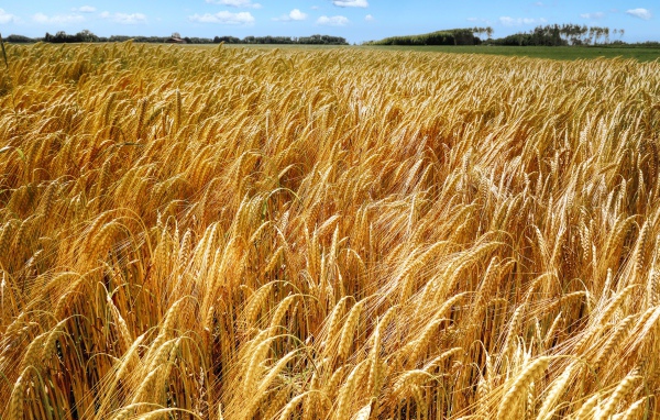 Большое поле спелой пшеницы осенью