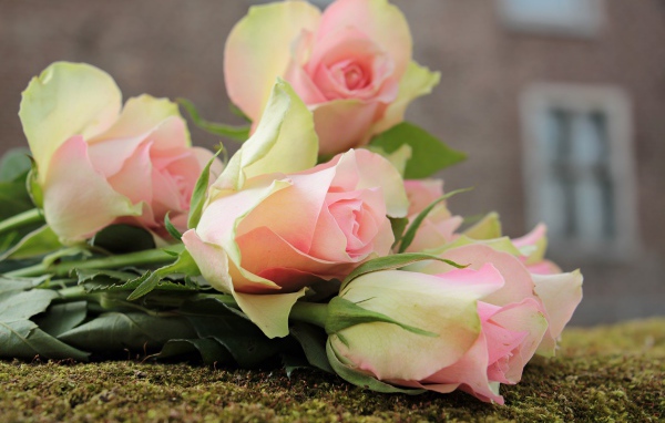 Букет розовых тюльпанов лежит на земле