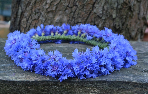 Венок из синих цветов василька на лавке