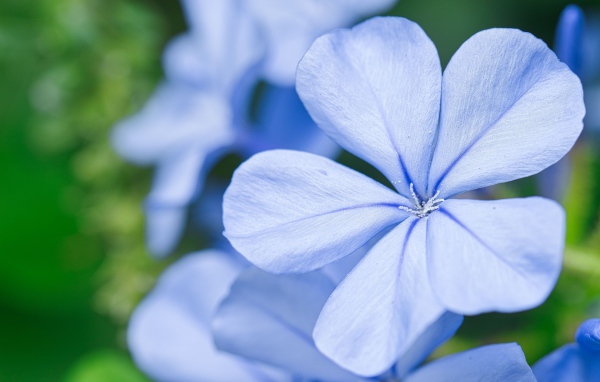 Красивый голубой цветок флокса крупным планом 