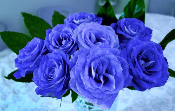 Красивый букет синих роз крупным планом