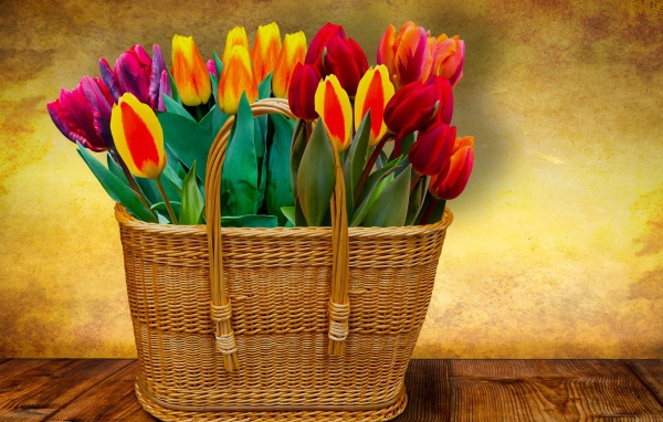 Красивый букет тюльпанов в корзине на фоне стены
