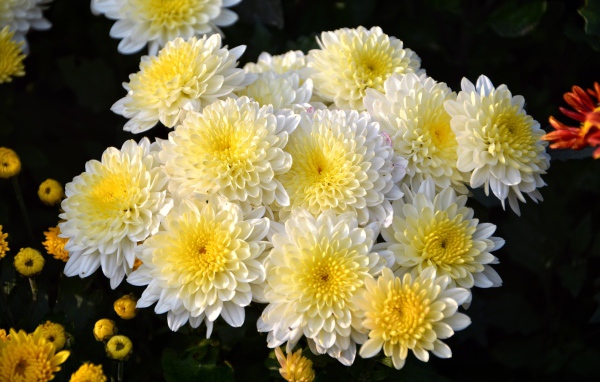 Красивый кремовый букет живых хризантем