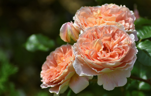 Красивые кремовые цветы парковой розы крупным планом