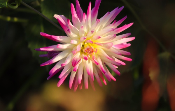 Красивый цветок георгина с розовыми лепестками 