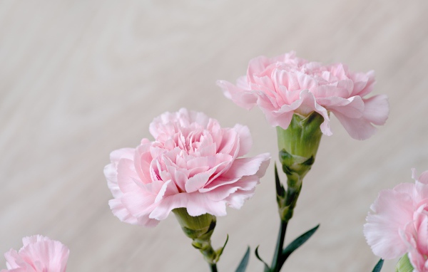 Красивые нежные цветы гвоздики крупным планом