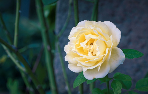 Красивая нежная белая роза крупным планом 