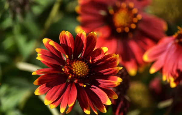 Красивый огненный цветок Гайлардия