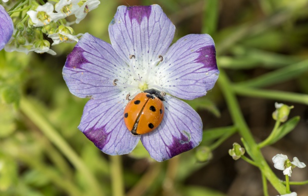 Красивый цветок гипсофилы с божьей коровкой 