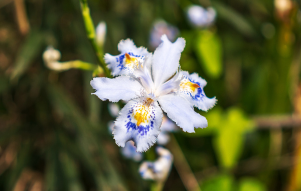 Красивый цветок ириса в лучах солнца на клумбе 