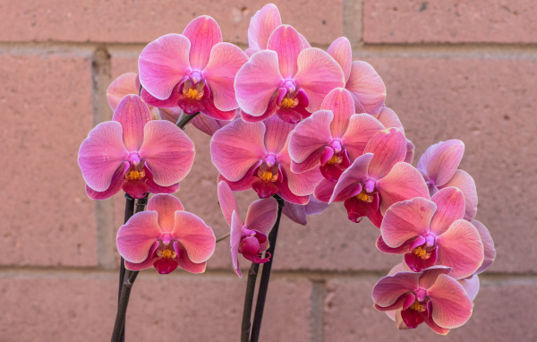 Красивый цветок орхидея с розовыми цветами у стены
