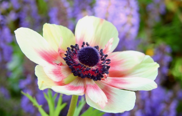 Красивый розовый цветок анемоны на клумбе 