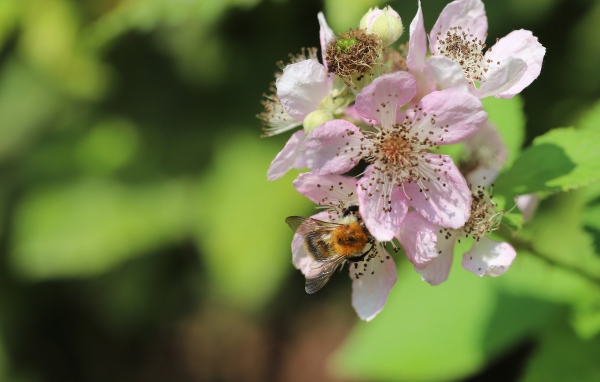 Красивые розовые цветы яблони крупным планом