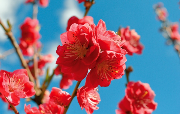 Красивые розовые цветы на ветке дерева на фоне голубого неба весной