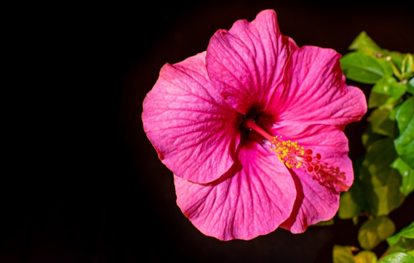 Красивый розовый цветок гибискуса с зелеными листьями на черном фоне