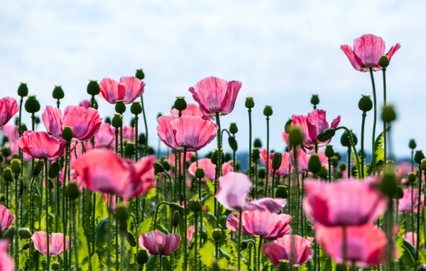 Красивые розовые маки с нежными лепестками 