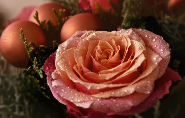 Красивая розовая роза в каплях росы с шарами 