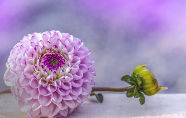 Красивый пурпурный цветок георгина с бутоном