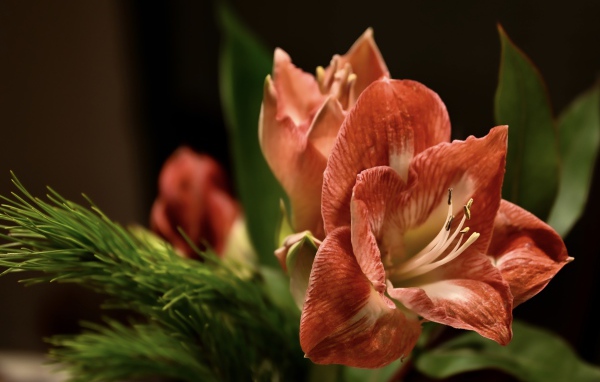 Красивый  красный цветок амариллиса с веткой ели