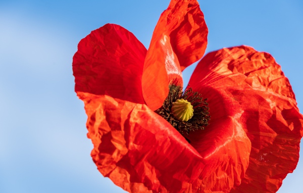 Красивый красный мак крупным планом на голубом фоне 