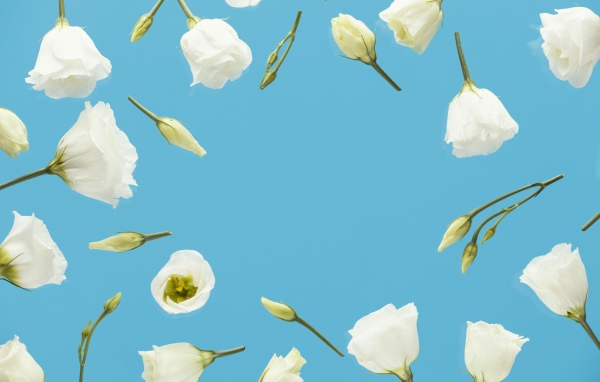 Красивые белые цветы эустома с бутонами на голубом фоне 