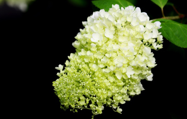 Красивые белые цветы Гортензии на черном фоне
