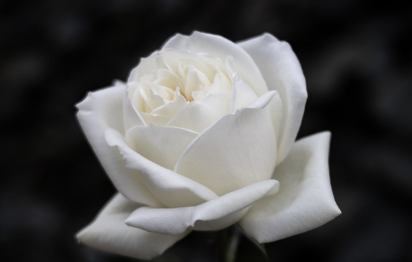 Красивый белый цветок розы на черном фоне 