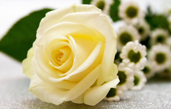 Красивая белая роза лежит на столе