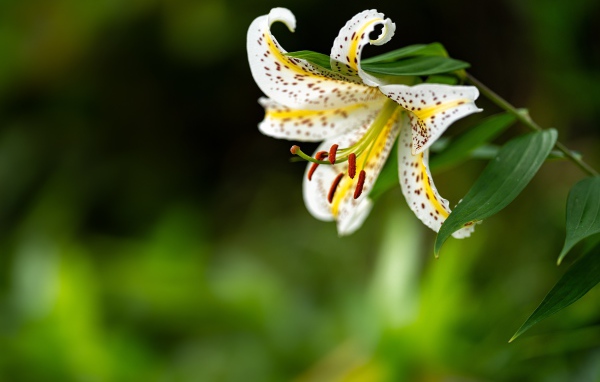 Красивая белая тигровая лилия на клумбе