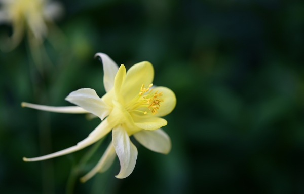 Красивый желтый цветок водосбора крупным планом