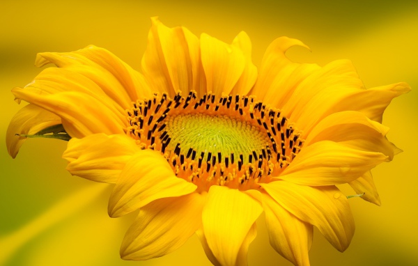 Красивый желтый цветок подсолнуха на желтом фоне