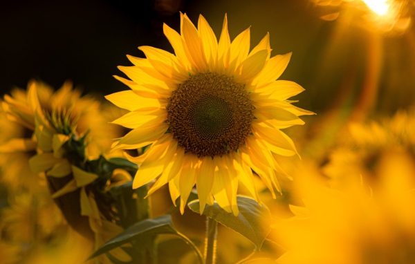 Красивый желтый подсолнух в лучах солнца 