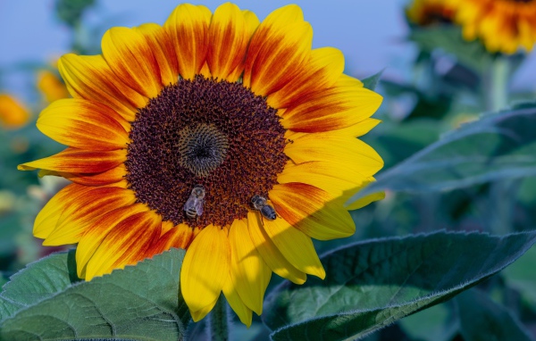 Большой красивый цветок подсолнуха с пчелами