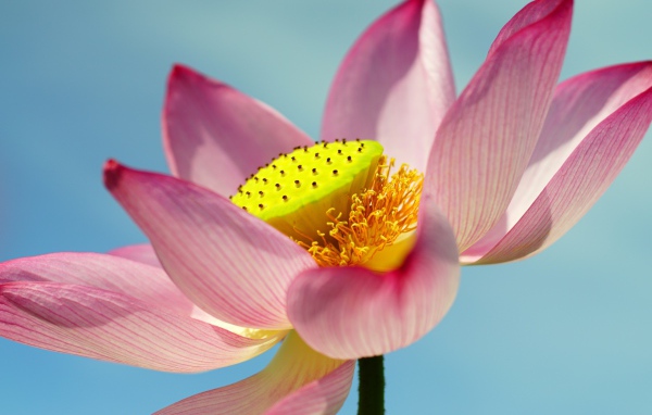 Большой розовый цветок лотоса на голубом фоне 