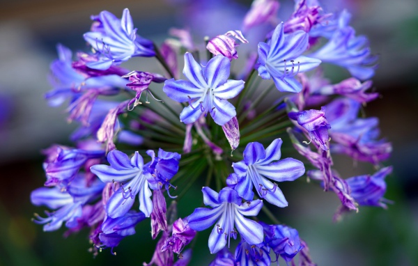 Голубые цветы агапантус крупным планом 